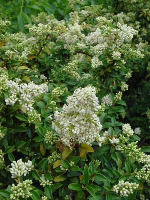 Ligustrum delavayanum fleur